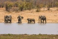 African bush elephants drinking, in Kruger Park, South Africa Royalty Free Stock Photo