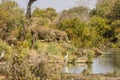 African bush elephants drinking in the riverbank, kruger park Royalty Free Stock Photo