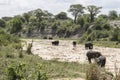 African Bush elephants