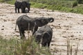 African Bush elephants