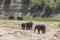 African Bush elephants