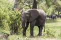 African Bush elephants