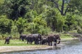 African bush elephants in Kruger National park, South Africa Royalty Free Stock Photo