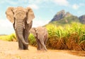 African Bush Elephants - Loxodonta africana family. Royalty Free Stock Photo