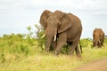 African bush elephants (Loxodonta africana) Royalty Free Stock Photo