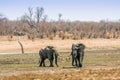 African bush elephants walking, in Kruger Park, South Africa Royalty Free Stock Photo