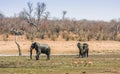 African bush elephants walking, in Kruger Park, South Africa Royalty Free Stock Photo