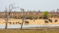 African bush elephants walking, in Kruger Park, South Africa Royalty Free Stock Photo