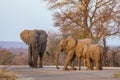 African bush elephants walking on the road, in Kruger Park, South Africa Royalty Free Stock Photo