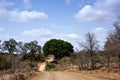 African bush road