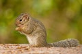 The African bush squirrels are a genus, Paraxerus, squirrels of the subfamily Xerinae. They are only found in Africa. Aberdare