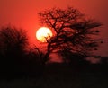 African bush sunset - Melting Gold