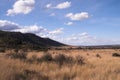 African bush under blue sky.