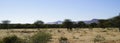 African bush-veld and grassland landscape with acacia trees and purple-blue mountains behind at Okonjima Nature Reserve, Namibia