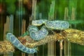 African bush viper oil painting