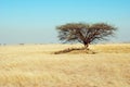 African Bushveld Royalty Free Stock Photo