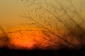 African bushveld grass silhouette with the sun setting.