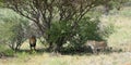 African bushveld with lions, Namibia