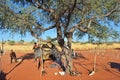 African bushveld with lions, Namibia