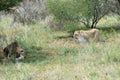 African bushveld with lions, Namibia