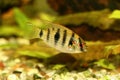 African Butterfly Cichlid Aquarium Fish Anomalochromis thomasi