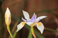 African Butterfly Iris flower and bud Royalty Free Stock Photo