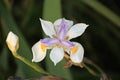 African Butterfly Iris flower and bud Royalty Free Stock Photo