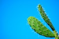 African Cactus