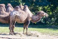 African Camel (Camelus dromedarius