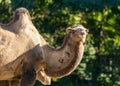 African Camel (Camelus dromedarius