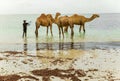 African camel driver bathes his three camels in the ocean