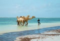 African camel driver bathes his three camels in the ocean