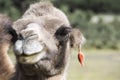 African Camel, dromedary portraint with earring in de desert, sahara of africa(C. dromedarius). also called the Arabian camel