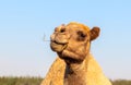 African Camel in the Namib desert. Funny close up. Namibia