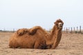 African camel is an ungulate within genus Camelus