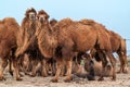 African camel is an ungulate within genus Camelus