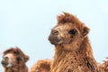 African camel is an ungulate within genus Camelus