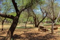 African camping site with trees, tables and benches