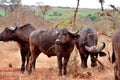 African cape buffalo