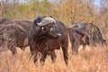 African cape buffalo