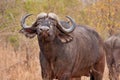 African cape buffalo