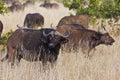 African cape buffalo