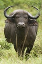 African cape buffalo