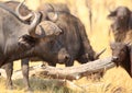 African Cape Buffalo adult looking at a young calf in Hwange National Park Royalty Free Stock Photo