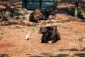 African or Cape buffalo, Bison Bison bison and heron in Trivandrum, Thiruvananthapuram Zoo Kerala India