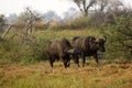 African Cape Buffalo