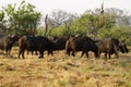 African Cape Buffalo