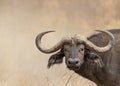 African Cape Buffalo Closeup With Copy Space Royalty Free Stock Photo