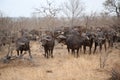 African cape buffalo herd in Kruger National Park, South Africa Royalty Free Stock Photo