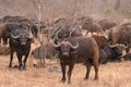 African cape buffalo herd in Kruger National Park, South Africa Royalty Free Stock Photo